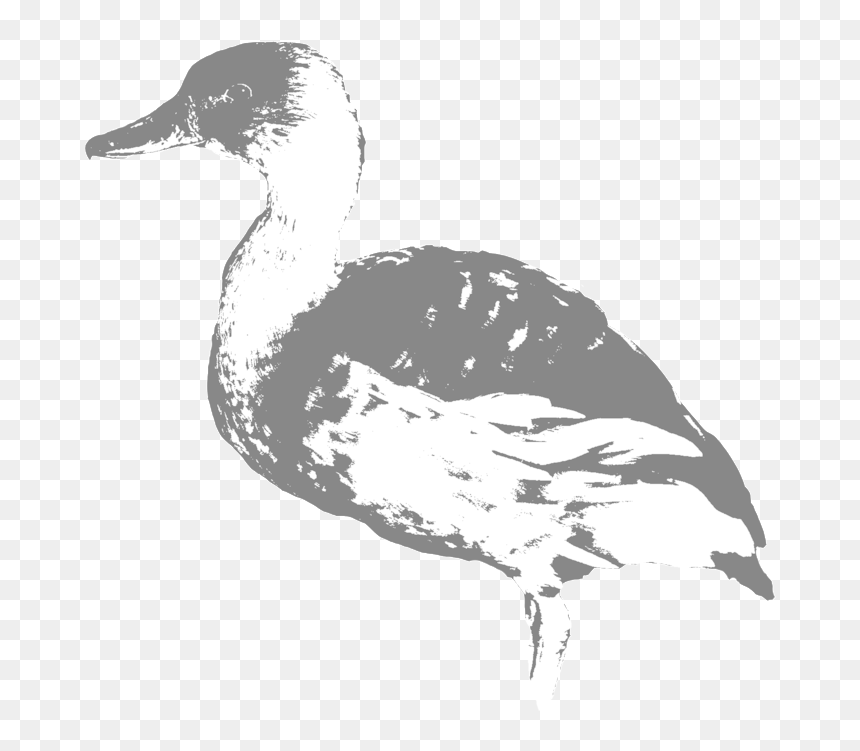 Fulvous Whisting Duck - Mallard, HD Png Download - duck hunt duck png