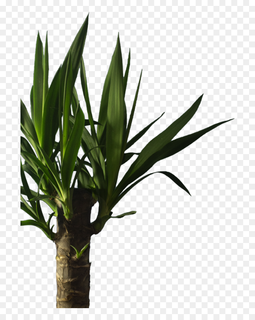 Houseplant, HD Png Download - yucca png
