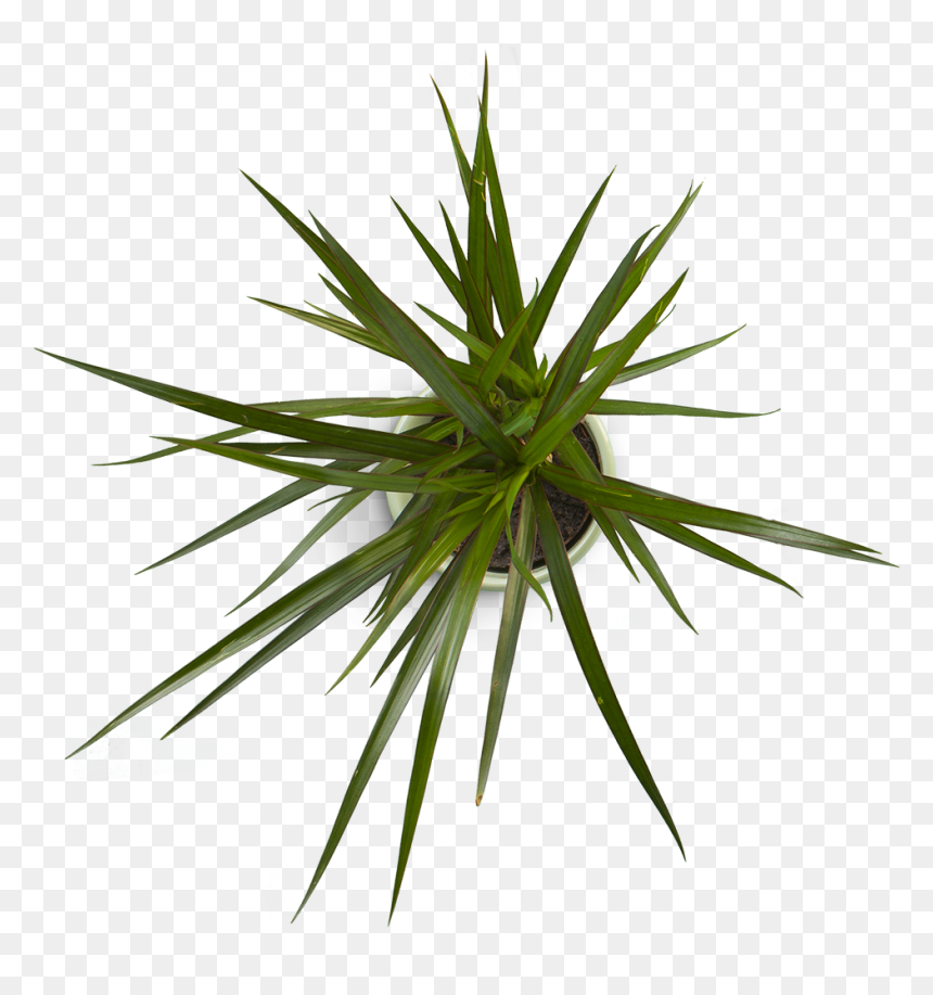 Plant 4 - Rocketbook Everlast Test, HD Png Download - yucca png