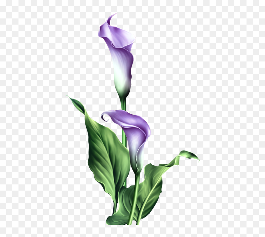 Stem Drawing Lily Flower Transparent Png Clipart Free - Calla Lily Transparent Png, Png Download - white lily png
