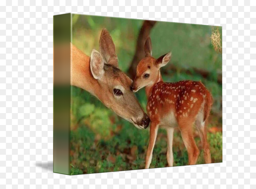 Mother Deer And Her Baby Fawn, Mother"s Love By Janice - Mother And Baby Deer, HD Png Download - fawn png