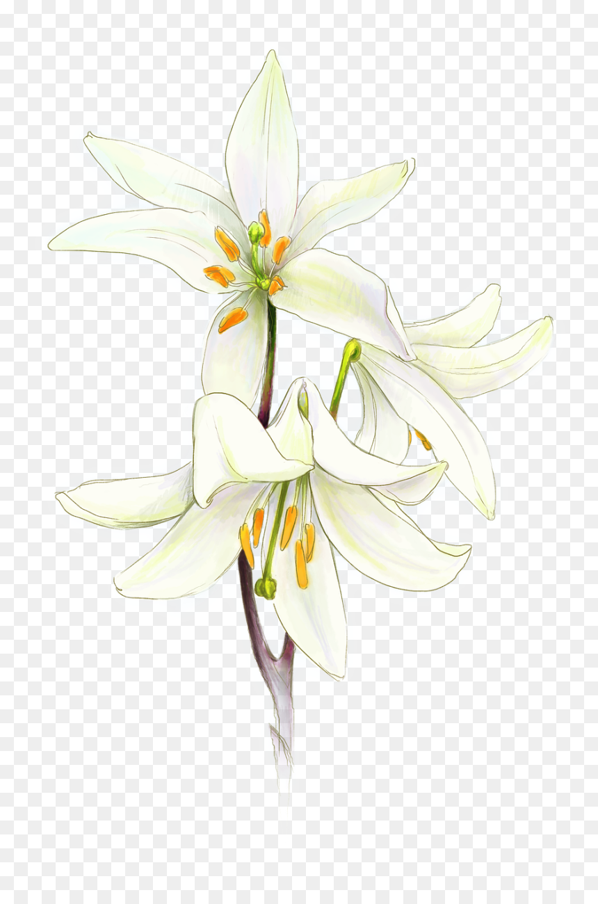 Flor De Primera Comunion, HD Png Download - white lily png