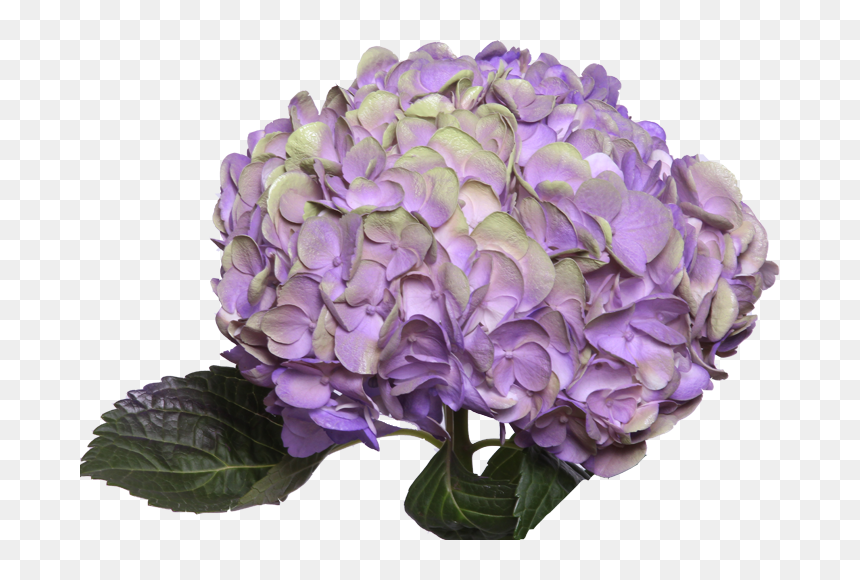 Amathyst Light Purple - Hydrangea Flowers Pink Purple, HD Png Download - purple light png