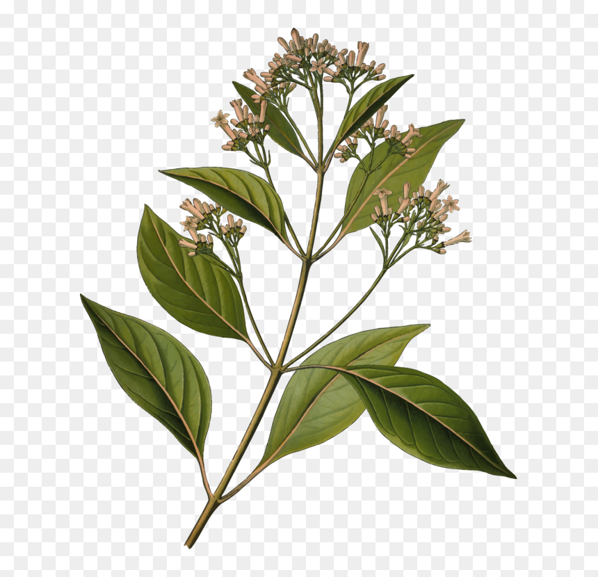 Quinine Cinchona Pubescens Bark Tonic Water Medicinal - Cinchona Officinalis Diagram, HD Png Download - tree bark png