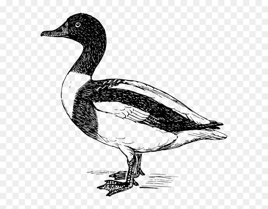 Sheldrake Duck - Waterfowl Clipart, HD Png Download - duck hunt duck png