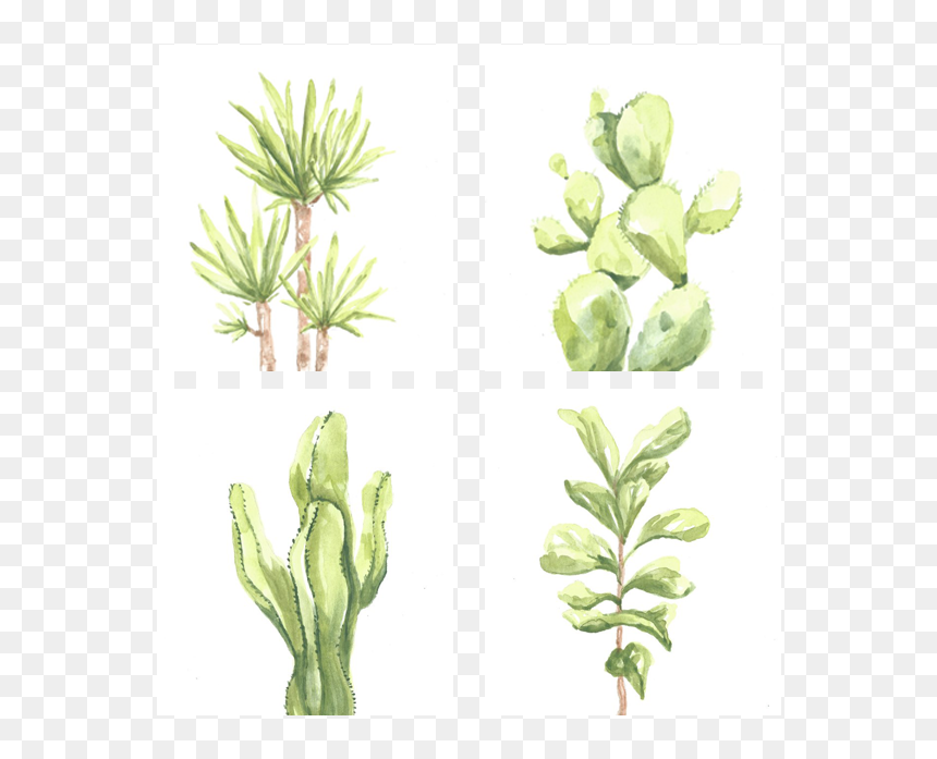 Cactus - Barbary Fig, HD Png Download - indoor plant png