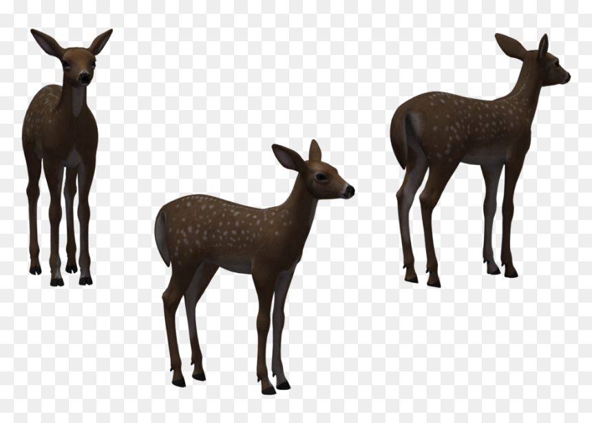 White-tailed Deer Elk Clip Art - Herd, HD Png Download - fawn png