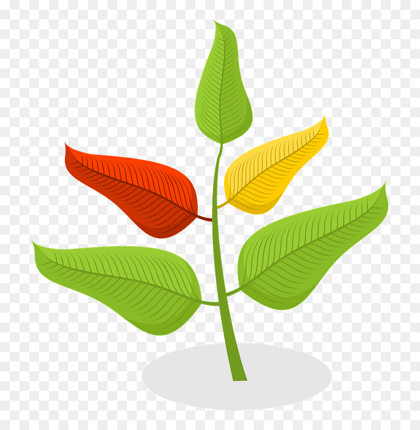 Plant Clipart - Comfort, HD Png Download - plant clipart png