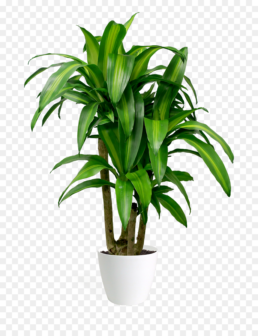 494 4949167 Dracaena Massangeana Stump Green Leaves - Dracaena Fragrans Png, Transparent Png - indoor plant png