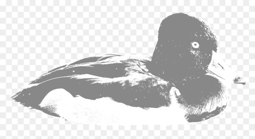 Ring Necked Duck - Canvasback Duck, HD Png Download - duck hunt duck png