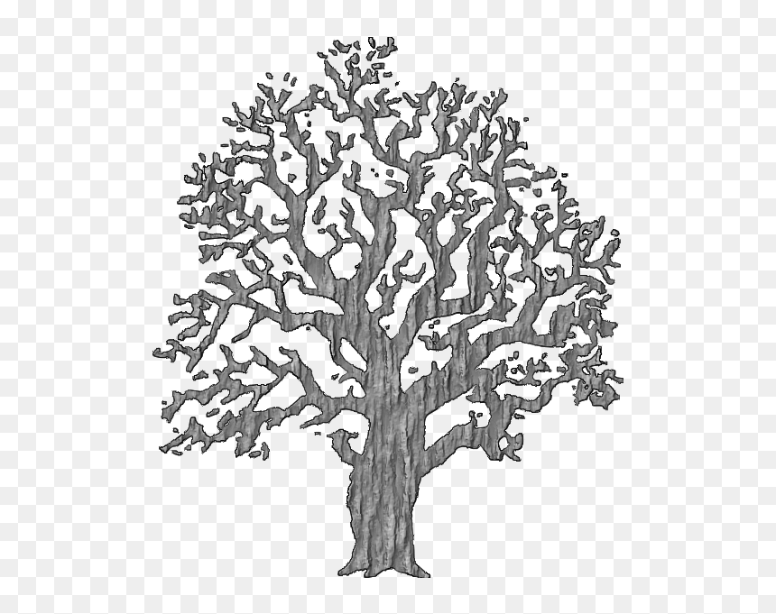 Tree With Bark - Trees Black And White, HD Png Download - tree bark png