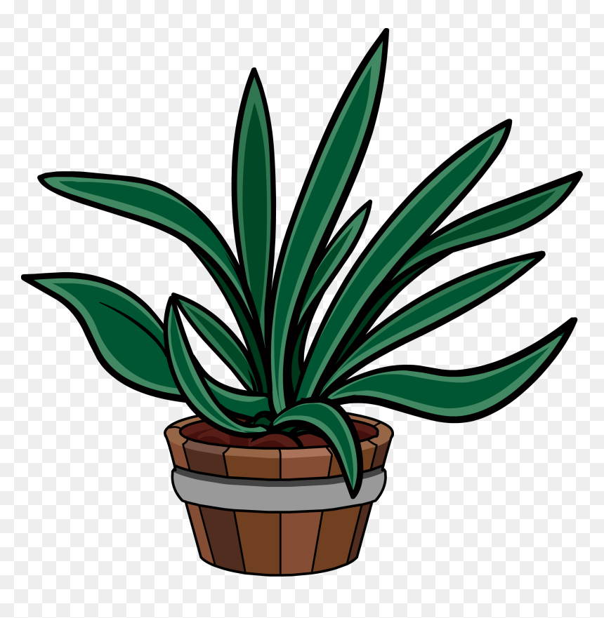 Club Penguin Rewritten Wiki - Agave, HD Png Download - yucca png