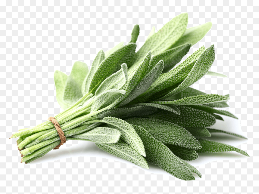 Thumb Image - Sage Vegetable, HD Png Download - sage png