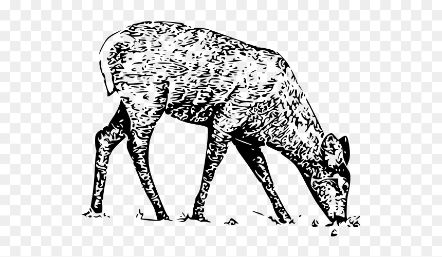 Fawn Line Art Vector Illustration - Lines Drawing Art Animals, HD Png Download - fawn png