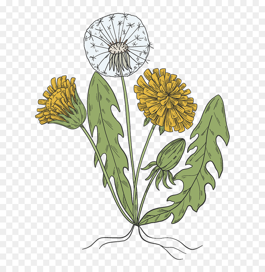 Dandelion Plant Clipart - Illustration, HD Png Download - plant clipart png