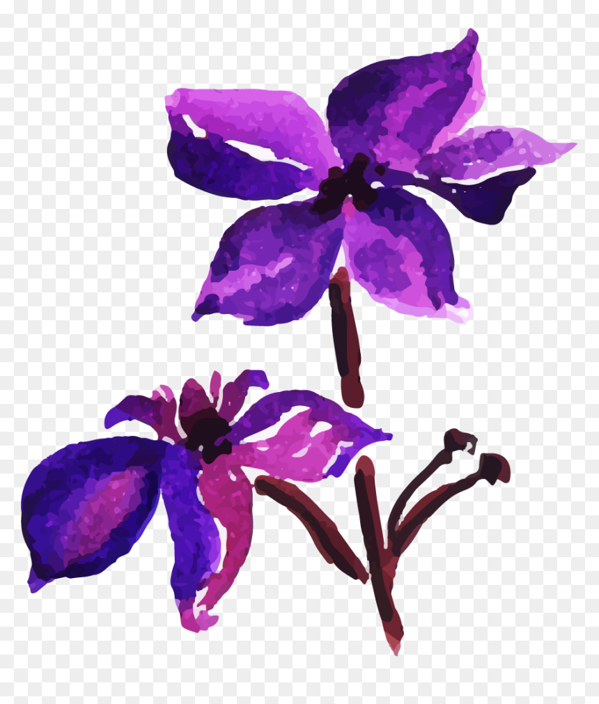 Rosa Glauca, HD Png Download - png watercolor