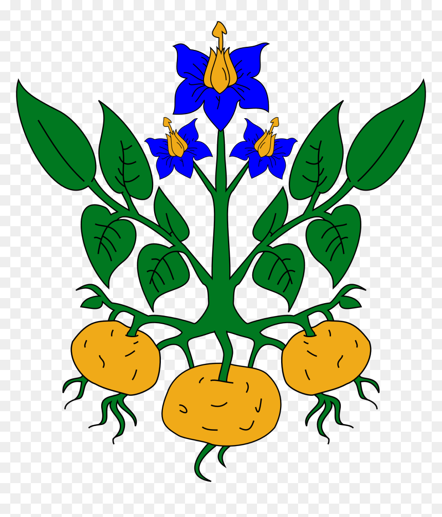 Clipart Parts Of A Plant Clipart - Potato Plant Clipart, HD Png Download - plant clipart png