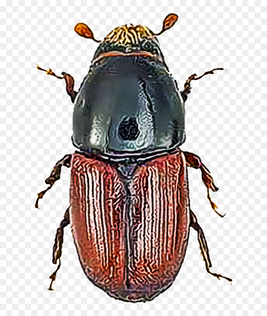 Scolytus Scolytus, HD Png Download - tree bark png