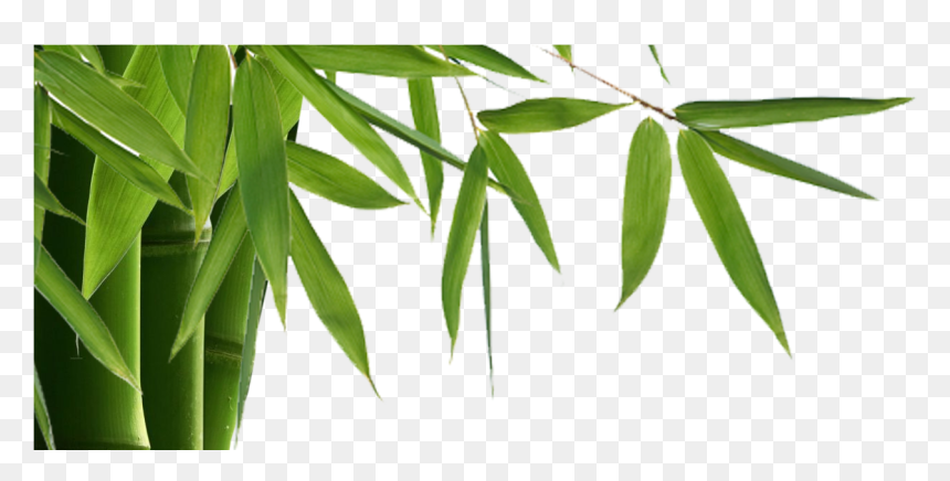 Bamboo Is Elegant, Modern With Many Benefits Inside - Transparent Background Bamboo Transparent, HD Png Download - modern border png