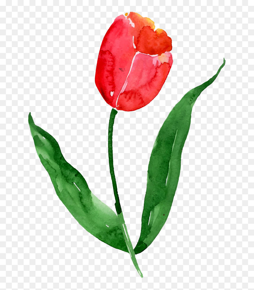 Tulip, HD Png Download - png watercolor