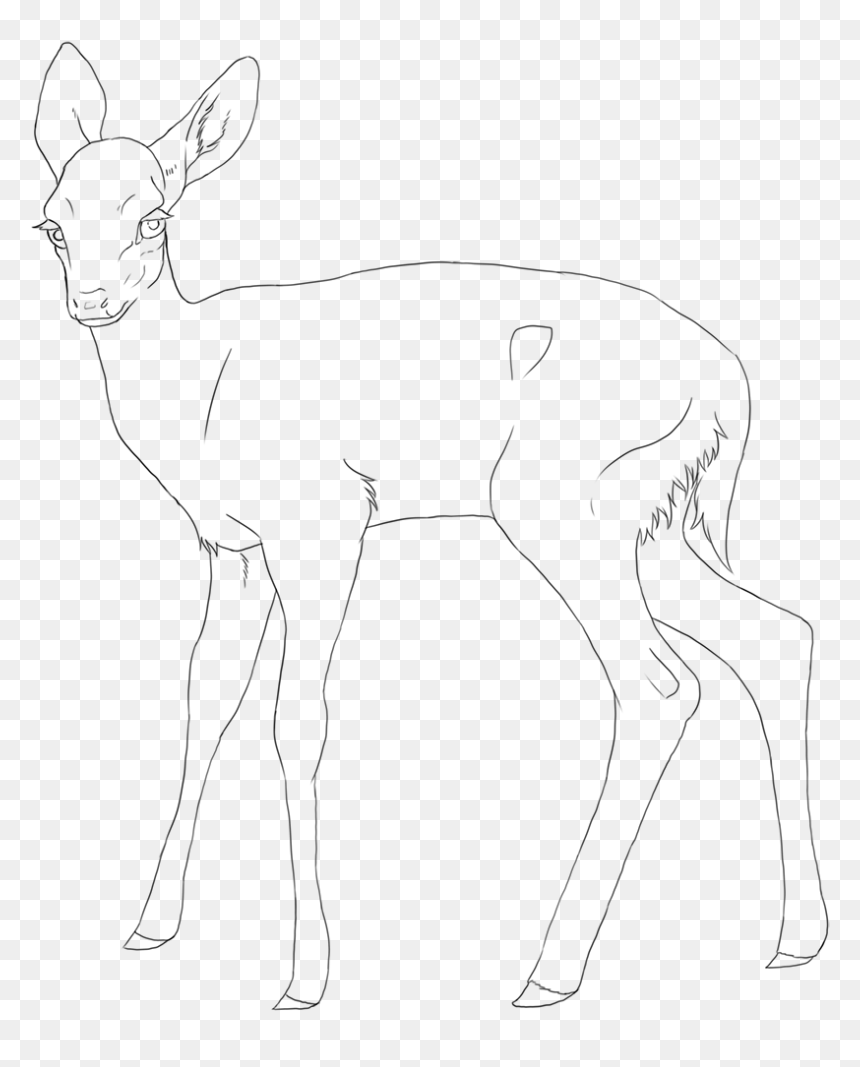 Mammal Drawing Fawn - White-tailed Deer, HD Png Download - fawn png