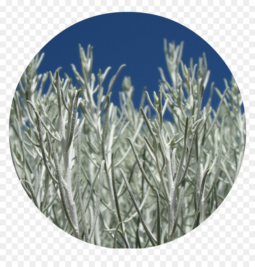 Desert Sage Png , Png Download - Portable Network Graphics, Transparent Png - sage png