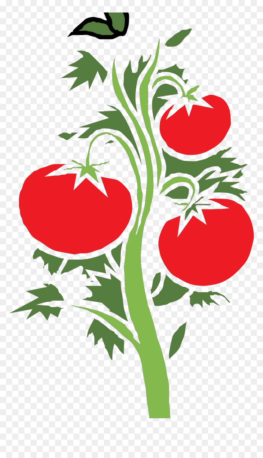 Cherry Tomato Plant Art, HD Png Download - plant clipart png