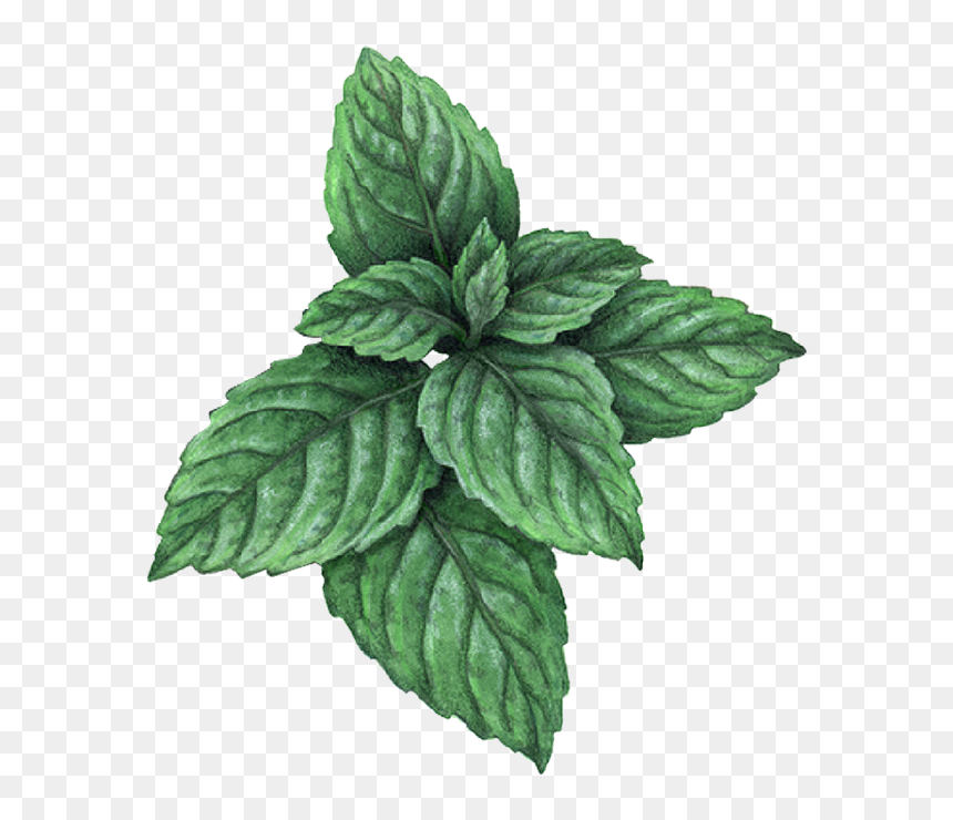 Houseplant, HD Png Download - mint leaf png