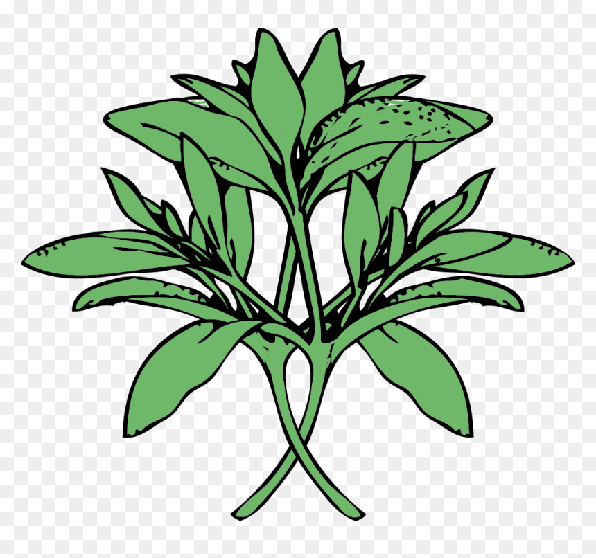 Clip Art, HD Png Download - sage png