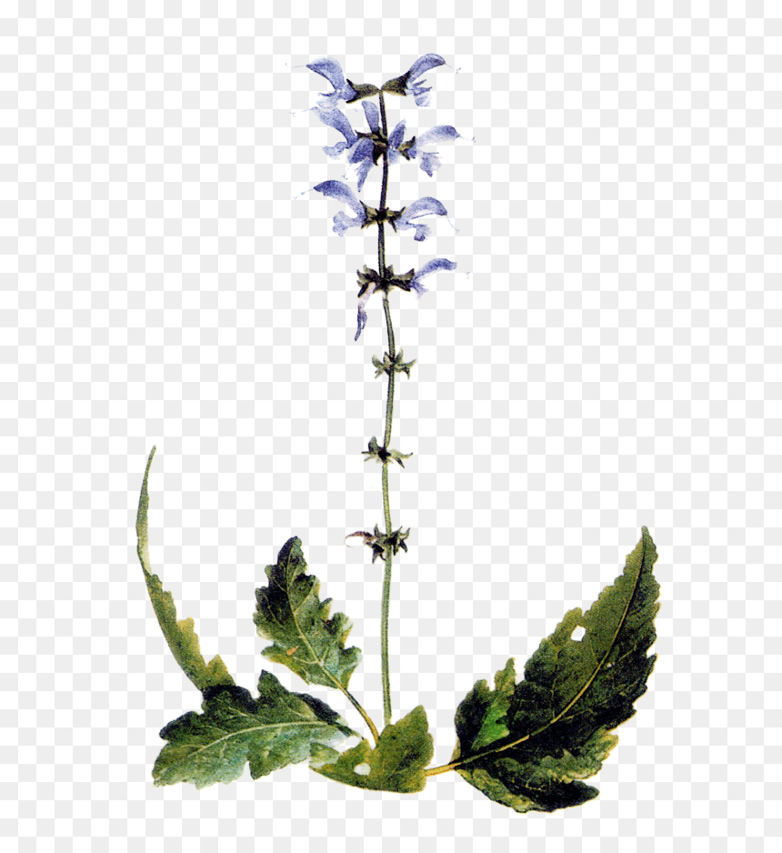 Livadna Kadulja Slike, HD Png Download - sage png