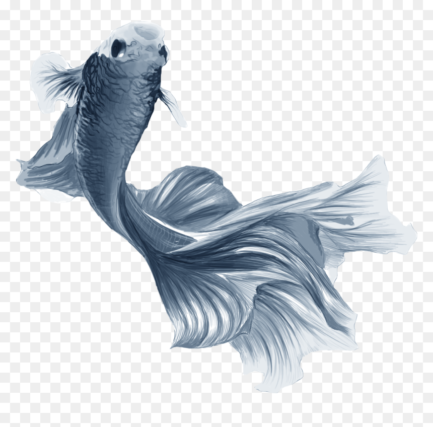 Fishyyy - Illustration, HD Png Download - dead fish png