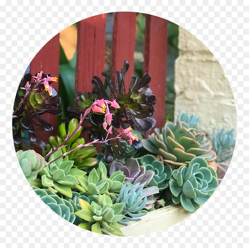 Cacti - Houseplant, HD Png Download - cacti png