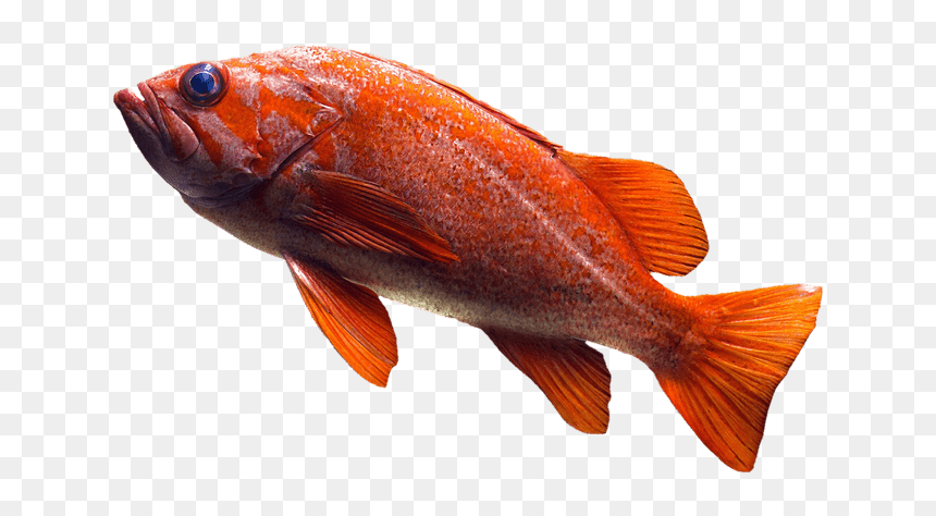 Goldfish, HD Png Download - dead fish png