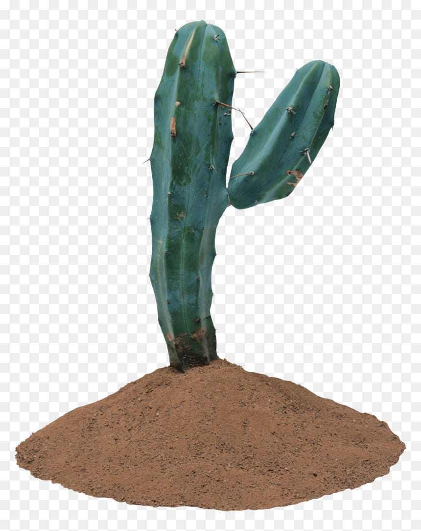 Cactus - Cactus Transparent Background, HD Png Download - cacti png