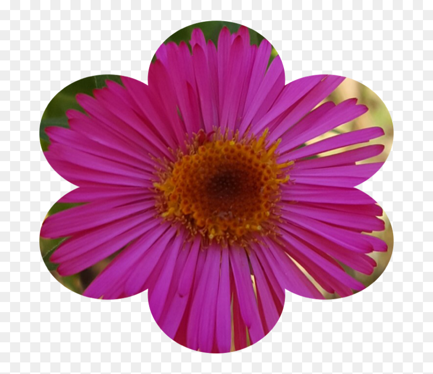 #florecita - Barberton Daisy, HD Png Download - florecitas png