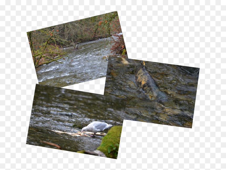 There Is Not An Overabundance Of Dead Fish Yet So The - Wood, HD Png Download - dead fish png