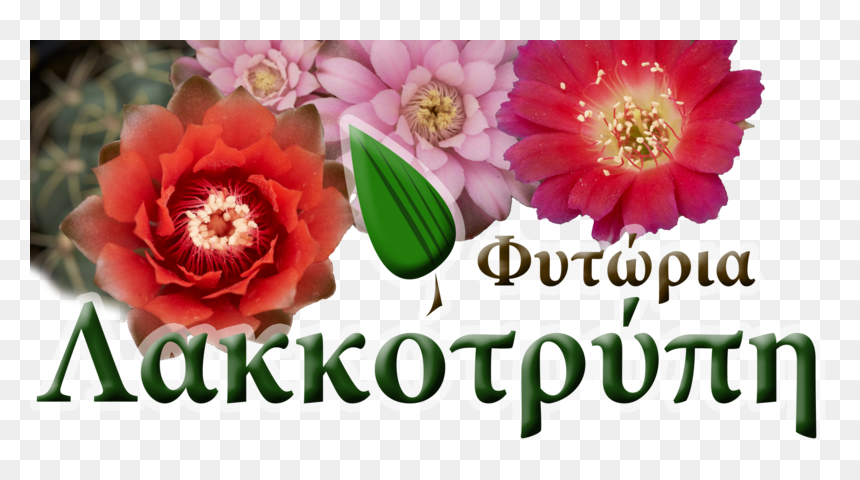 Cyprus Cactus - Φυτωρια Λακκοτρυπη, HD Png Download - cacti png