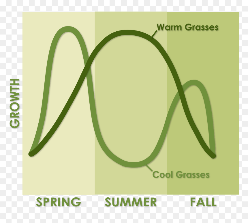 Parallel, HD Png Download - fountain grass png