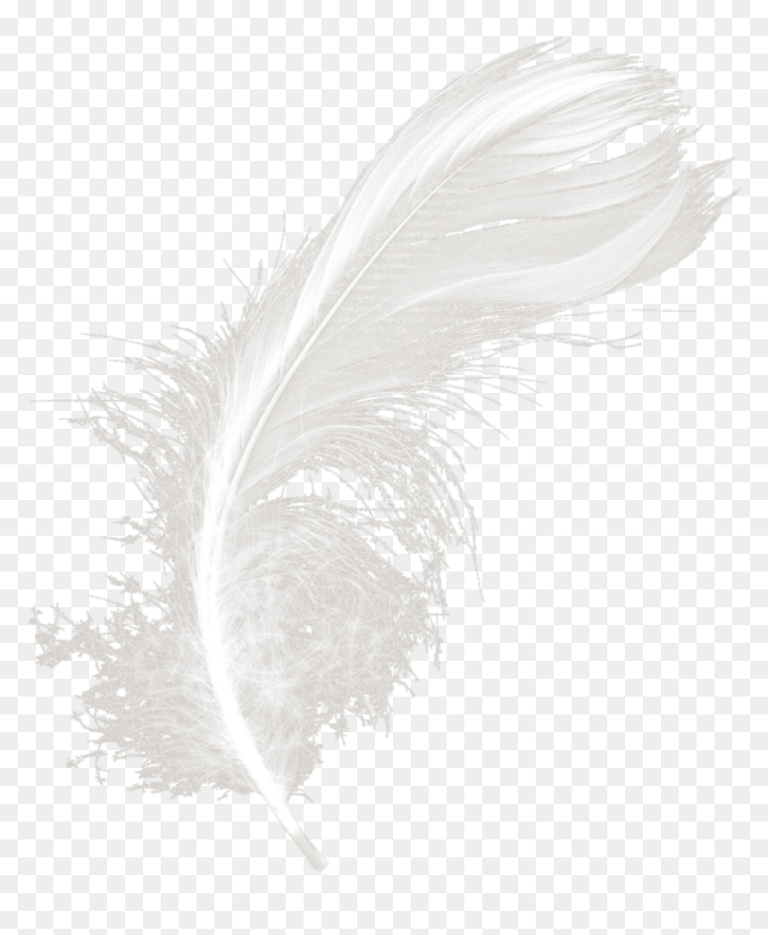 #mq #white #feather #feathers - Monochrome, HD Png Download - white feathers png