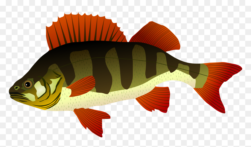 Bass Clipart Snapper Fish - Perch Clipart, HD Png Download - dead fish png
