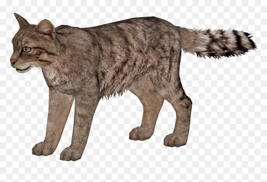 Wild Cat Png, Transparent Png - wildcat png