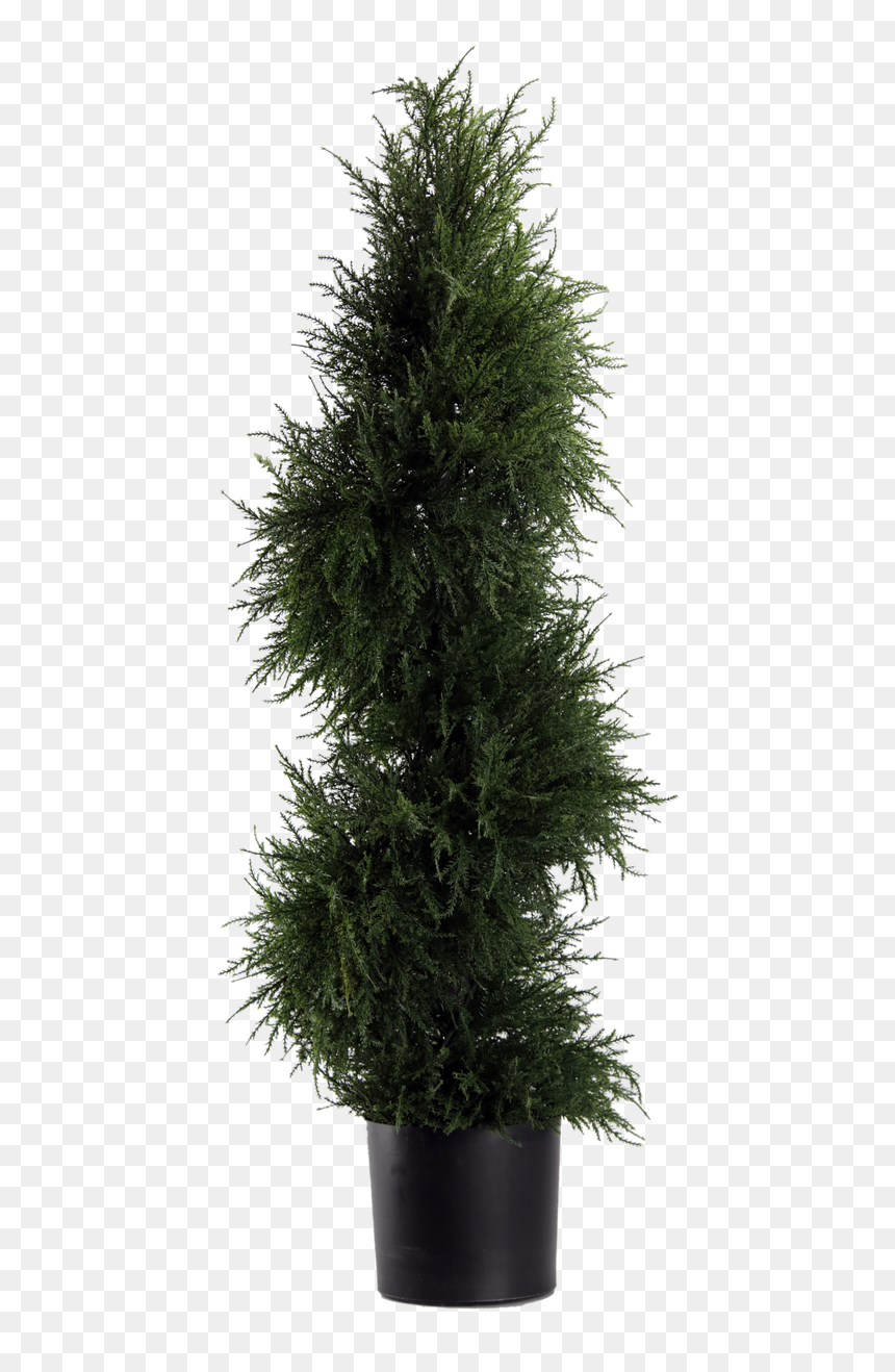 43 - Pond Pine, HD Png Download - topiary png