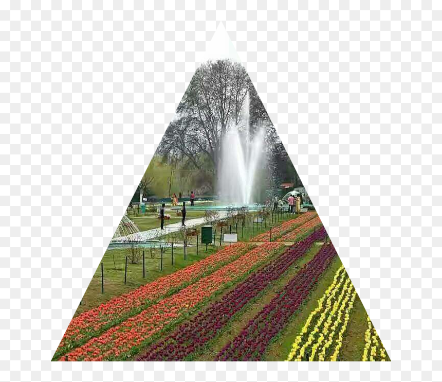 Tulip Garden Kashmiri, HD Png Download - fountain grass png
