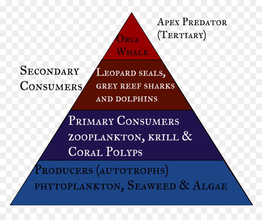 Picture - Triangle, HD Png Download - food pyramid png