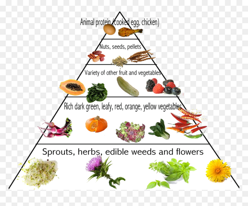 Food, HD Png Download - food pyramid png
