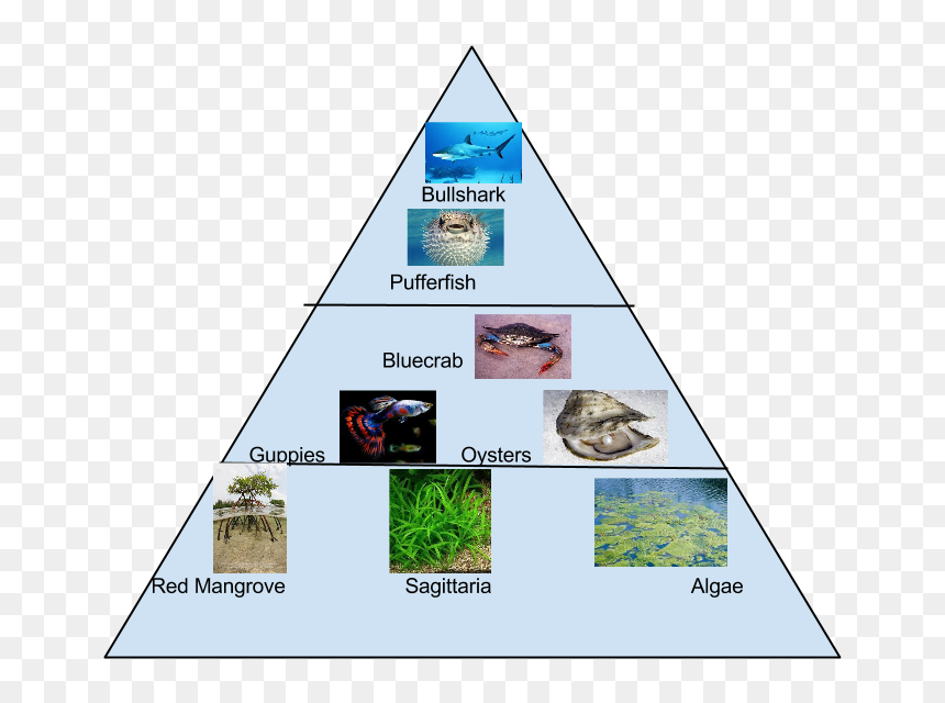 Food Pyramid - Food Pyramid For Mangroves, HD Png Download - food pyramid png