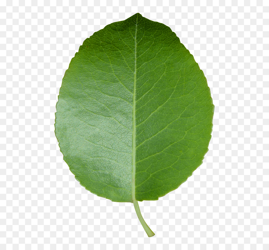 Thumb Image - Transparent Background Leaf Transparent, HD Png Download - hoja png