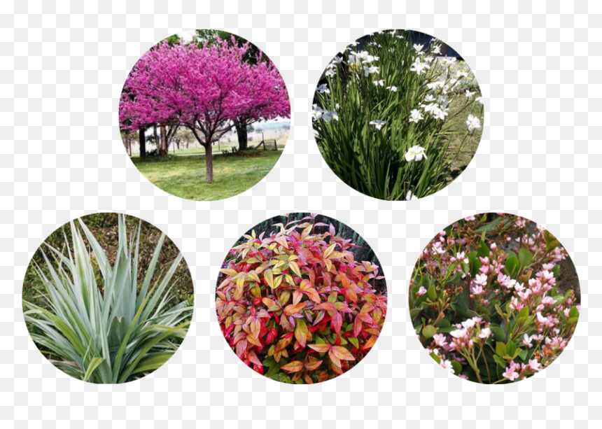 Artificial Flower, HD Png Download - fountain grass png
