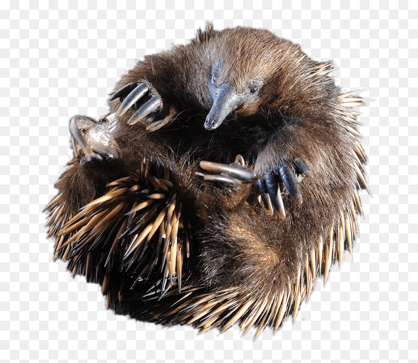Rolled Up Short-beaked Echidna - Echidna, HD Png Download - beak png