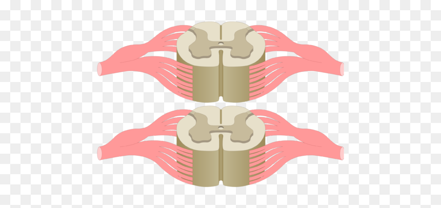 Cross Section Of The Spinal Cord Showing 2 Lumbar Segments, - Cross Section Unlabeled Cross Section Spinal Cord, HD Png Download - blank crest png